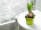 Hyacinth sprout on white stool
