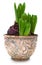 Hyacinth sprouts in old ceramic pot isolated with clipping path