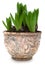 Hyacinth sprouts in old pot isolated with clipping path