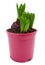 Hyacinth sprouts in a pot isolated with clipping path