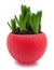 Hyacinth sprouts in red pot isolated with clipping path