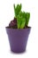 Hyacinth sprouts in violet pot isolated with clipping path