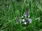 Hyacinth Squill light purple blooming flowers. Green grass landscape background. Wildflower nature field in Israel