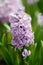 Hyacinth variety Amethyst blooms in a garden