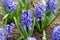 Hyacinth variety Blue star blooms in a garden