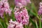 Hyacinth variety Ibis blooms in a garden