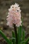 Hyacinth variety Odysseus blooms in a garden