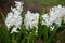 Hyacinth variety White Pearl blooms in a garden