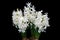 Hyacinth White