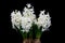 Hyacinth White