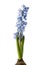 Hyacinth on white background