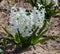 Hyacinth white flower