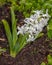 Hyacinth white flower