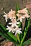 Hyacinth White Pearl flowers blooming with leaves, blurry background