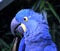 Hyacinthe macaw head