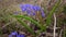 Hyacinthella Asparagaceae spring first vet, flowering plant in the wild, Ukraine