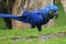 Hyacinthine macaw