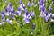 Hyacinthoides non-scripta - common bluebell