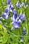 Hyacinthoides non-scripta - common bluebell