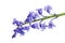 Hyacinthoides non-scripta Flower