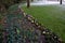 Hyacinths bloom on the edge of a snowy lawn in a flowerbed in the undergrowth of trees near the lawn forming a color line of pink