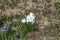 Hyacinths bloomed in the spring garden