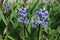 Hyacinths bloomed in the spring garden