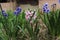 Hyacinths bloomed in the spring garden