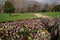 Hyacinths blooming in early spring in Merrion Square Park