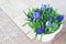 Hyacinths and blue viola