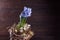 Hyacinths bouquet