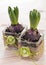 Hyacinths in decorative glasses