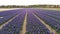 Hyacinths field in Holland