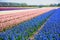 Hyacinths field in the Netherlands