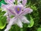 Hyacinths flower blooming in the garden