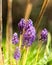 Hyacinths Flower is illuminating the green lawn