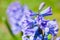 Hyacinths flowers macro photo. Hyacinthus