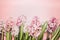 Hyacinths flowers on pastel pink background, top view. Springtime and gardening