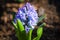 Hyacinths flowers in spring garden. Hyacinthus