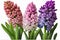 Hyacinths : These fragrant flowers come in a variety of colors.