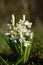 Hyacinths (Hyacinthus)