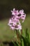 Hyacinths (Hyacinthus)