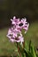 Hyacinths (Hyacinthus)