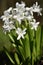 Hyacinths (Hyacinthus)