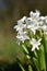 Hyacinths (Hyacinthus)