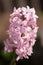 Hyacinths (Hyacinthus)