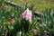 Hyacinths or Hyacinthus flowering plant full of small blooming pink flowers growing in single spike or raceme surrounded with long