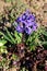 Hyacinths or Hyacinthus flowering plant full of small blue fully open blooming flowers growing in one spike or raceme surrounded