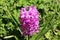 Hyacinths or Hyacinthus pink flowers closeup