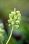 Hyacinths or Hyacinthus young bulbous fragrant flowering plant full of small light green closed flower buds growing in one spike